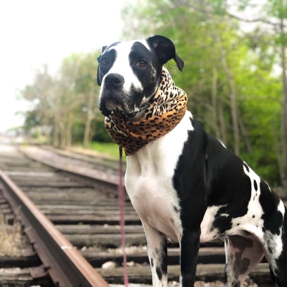 Cheetah Print Dog Scarf